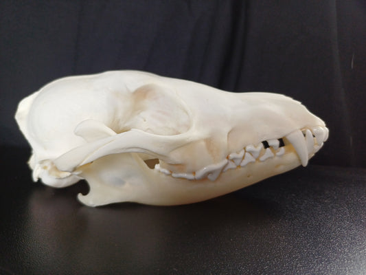 Black Backed Jackal Skull