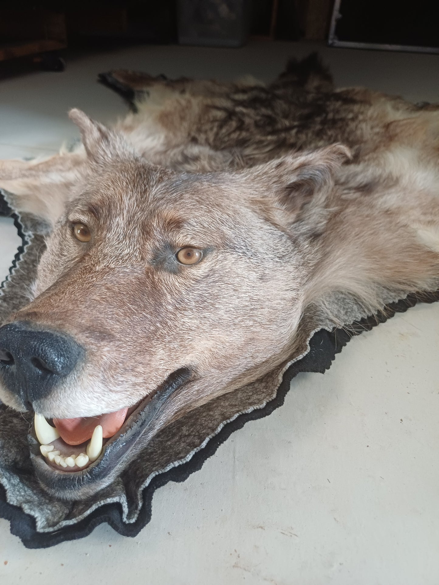 Wolf rug (CITES)