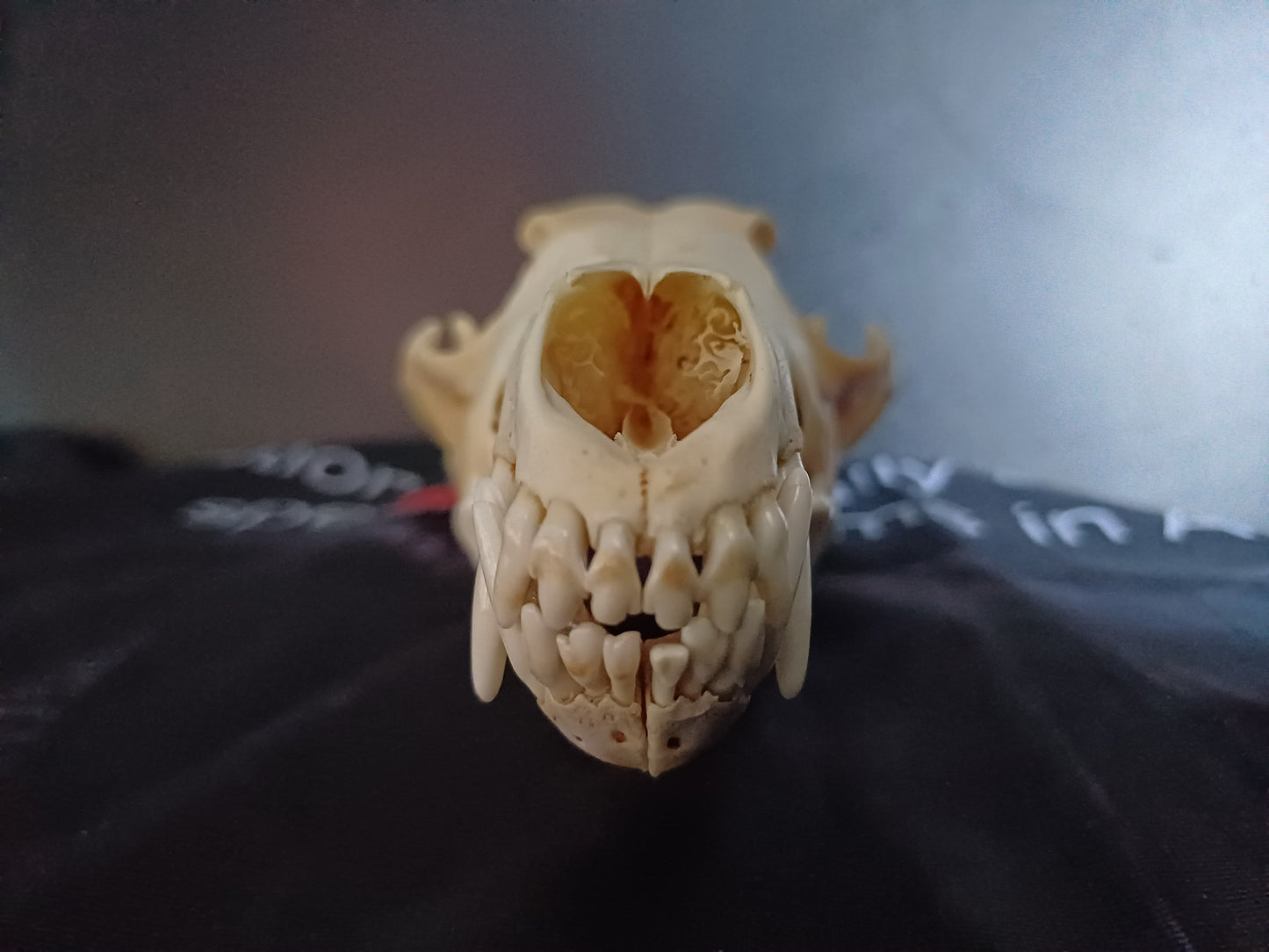 Coyote Skull