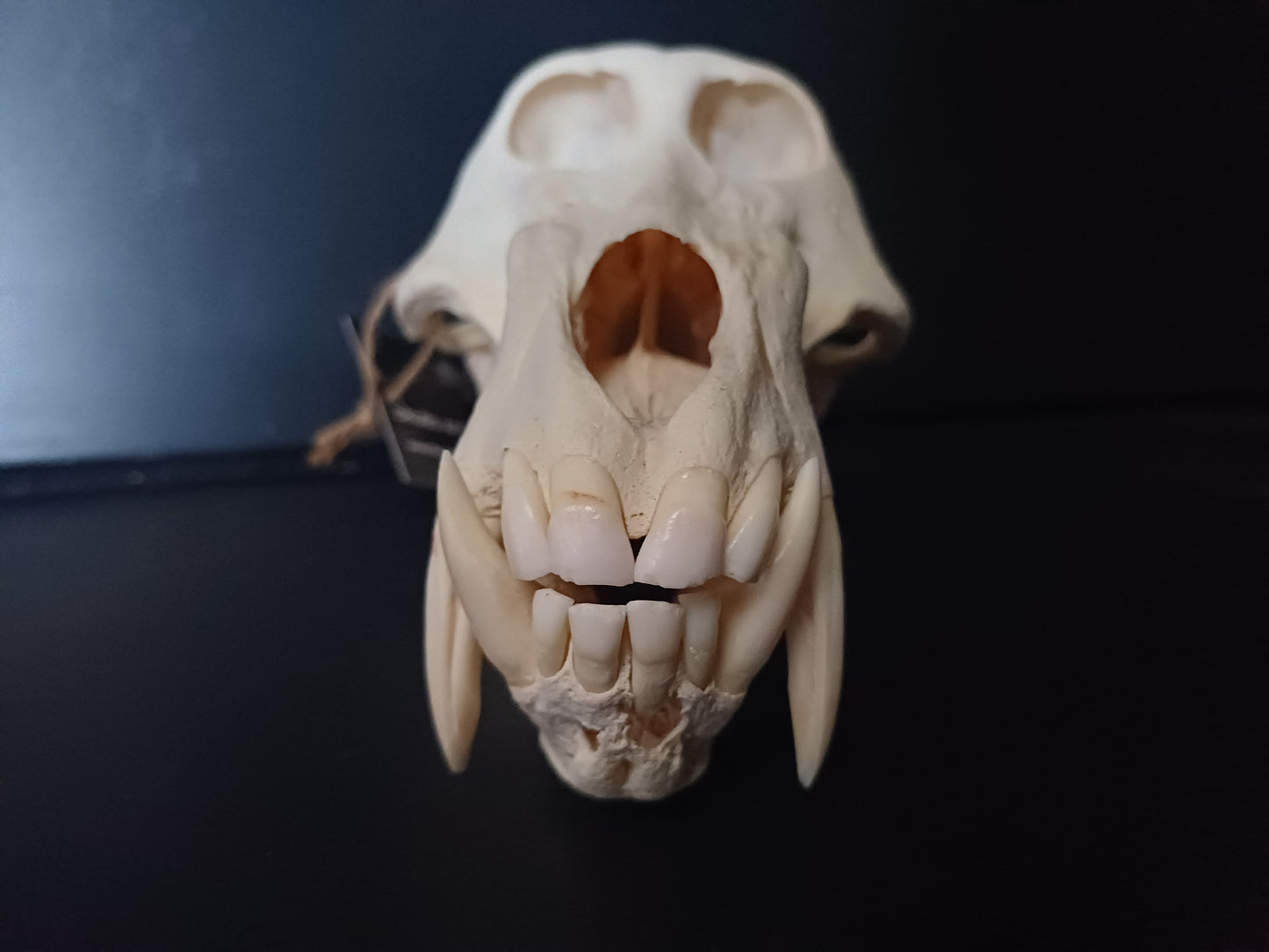 Chacma Baboon skull - male CITES