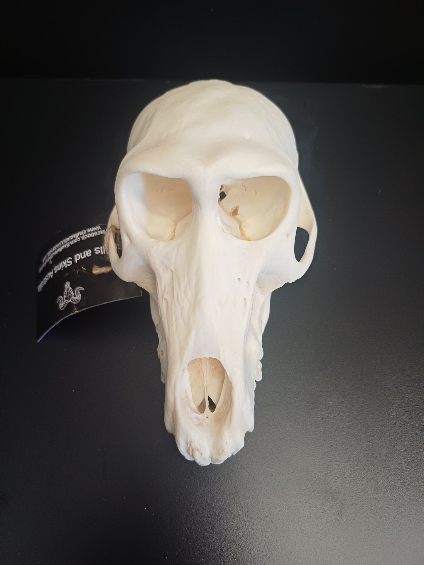 Chachma Baboon skull - female CITES