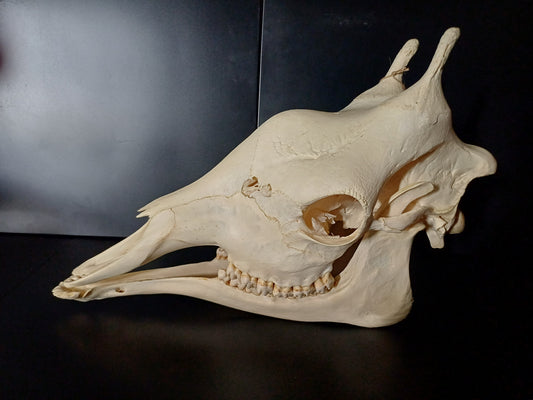 Female giraffe skull (CITES)