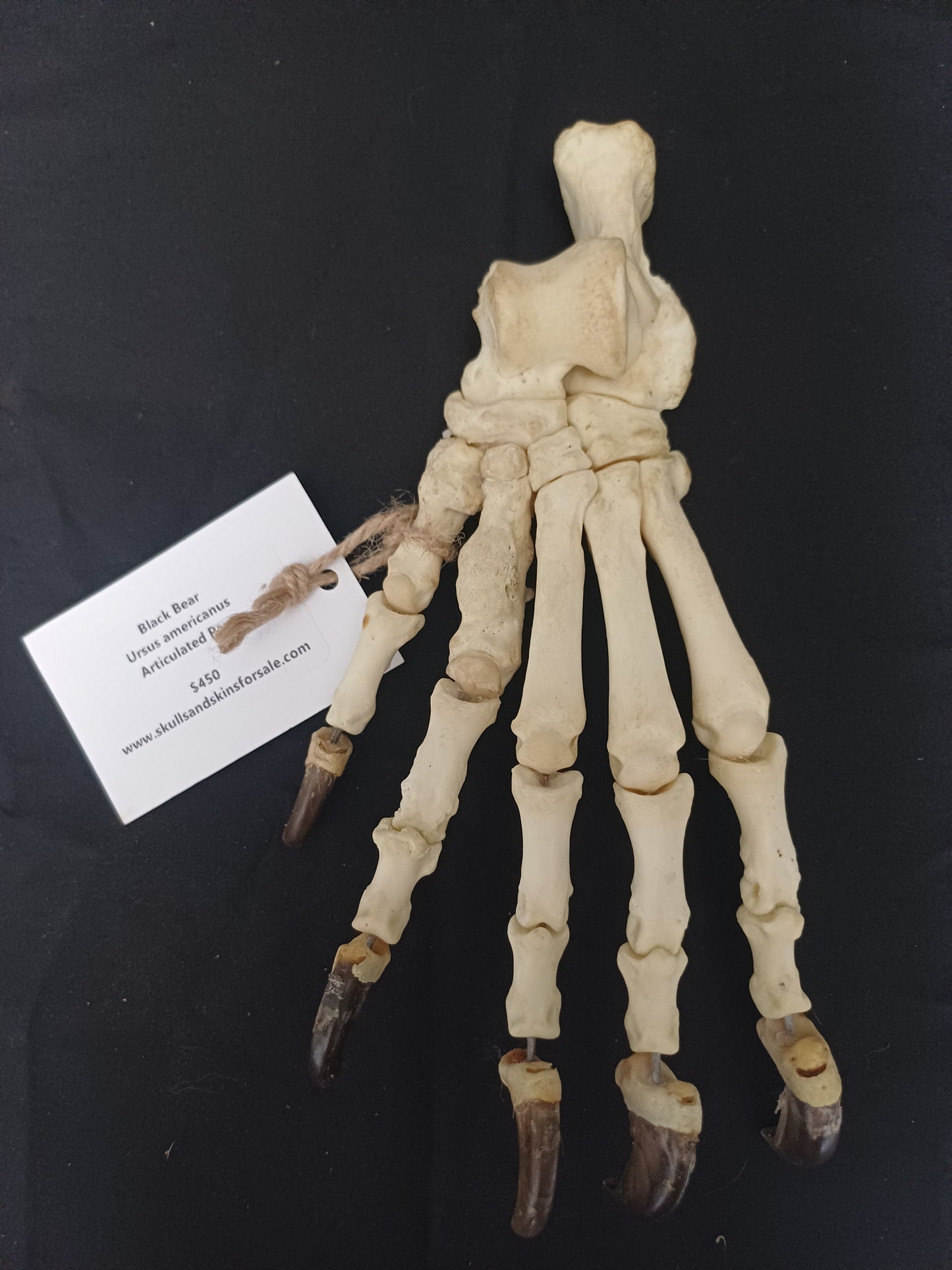 Black Bear articulated paw (CITES)