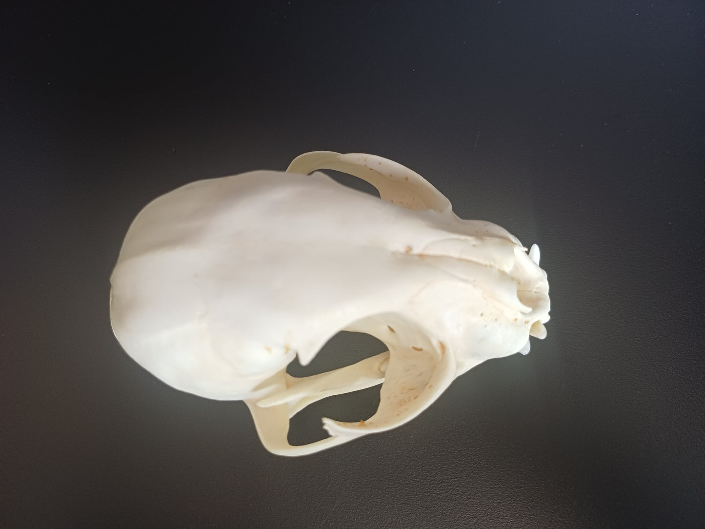 Lynx skull