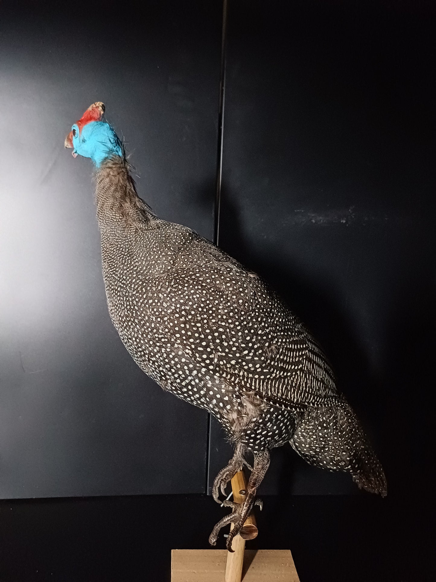 African Guinea Fowl