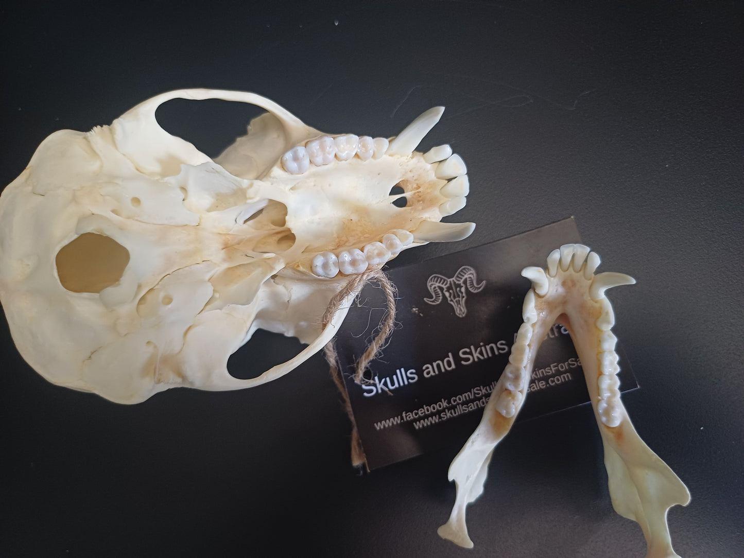 Vervet Monkey Skull - Male