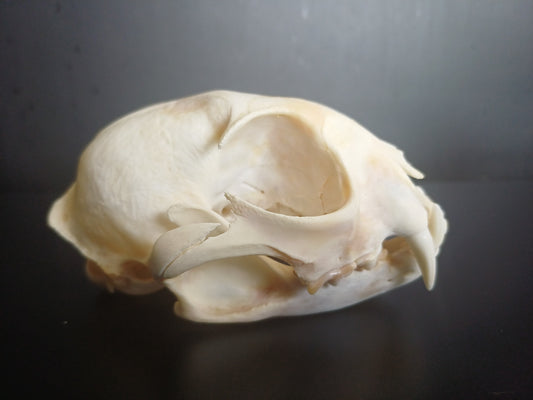 Lynx skull