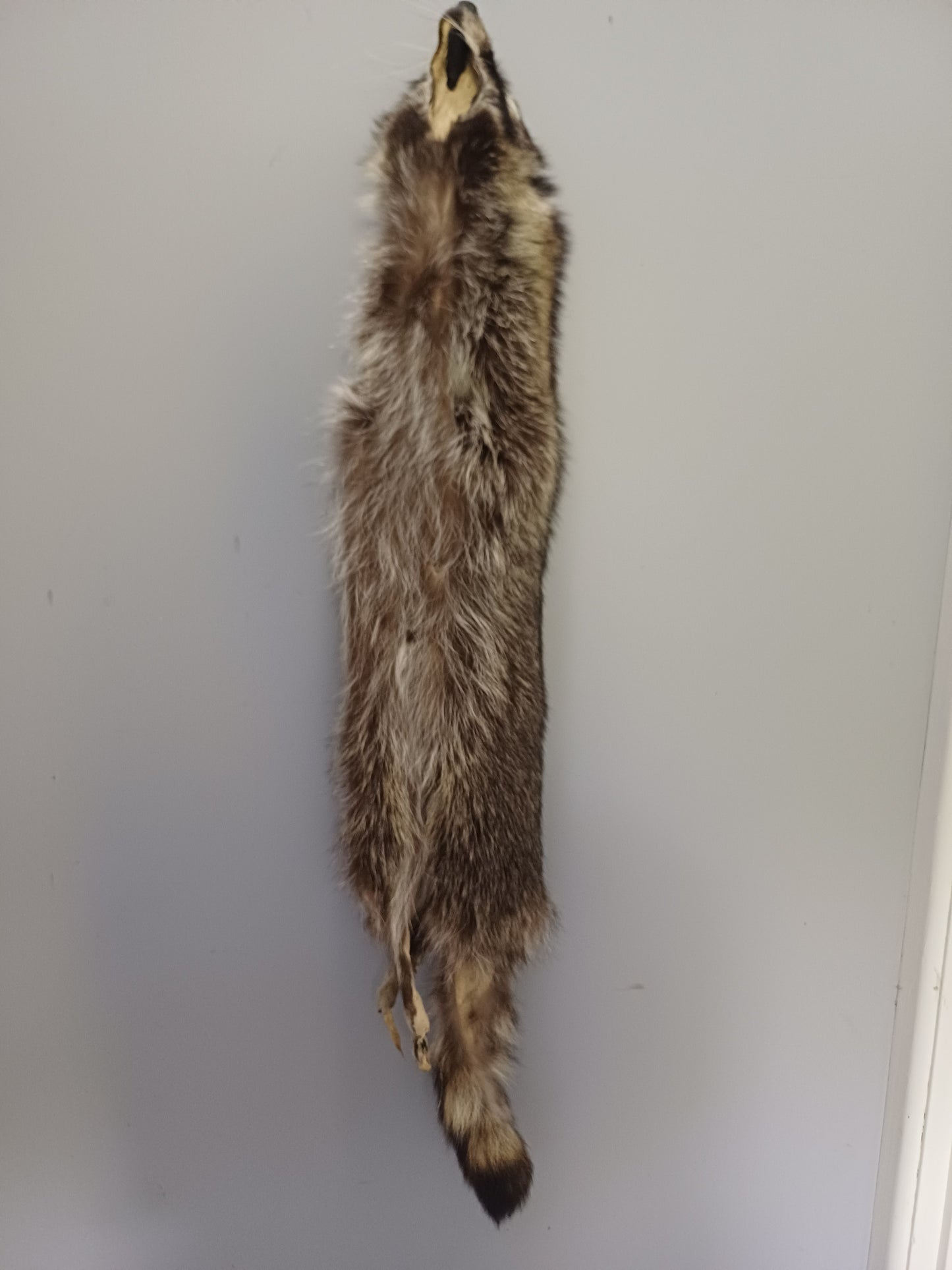Raccoon wall hanger