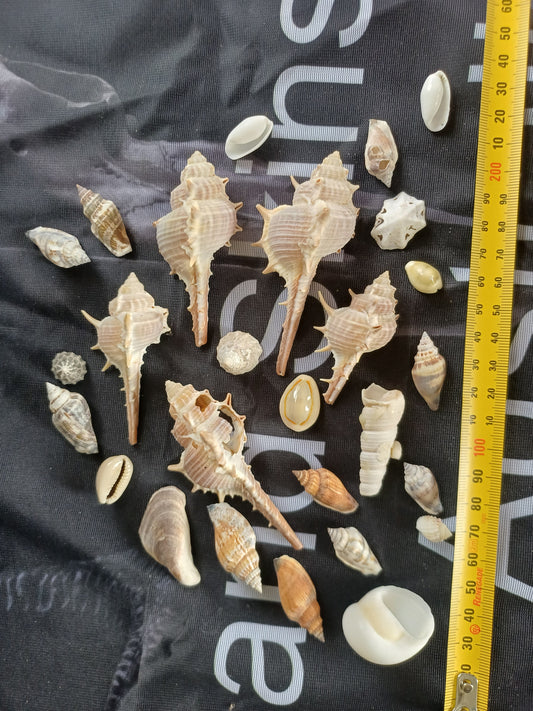 Craft shells