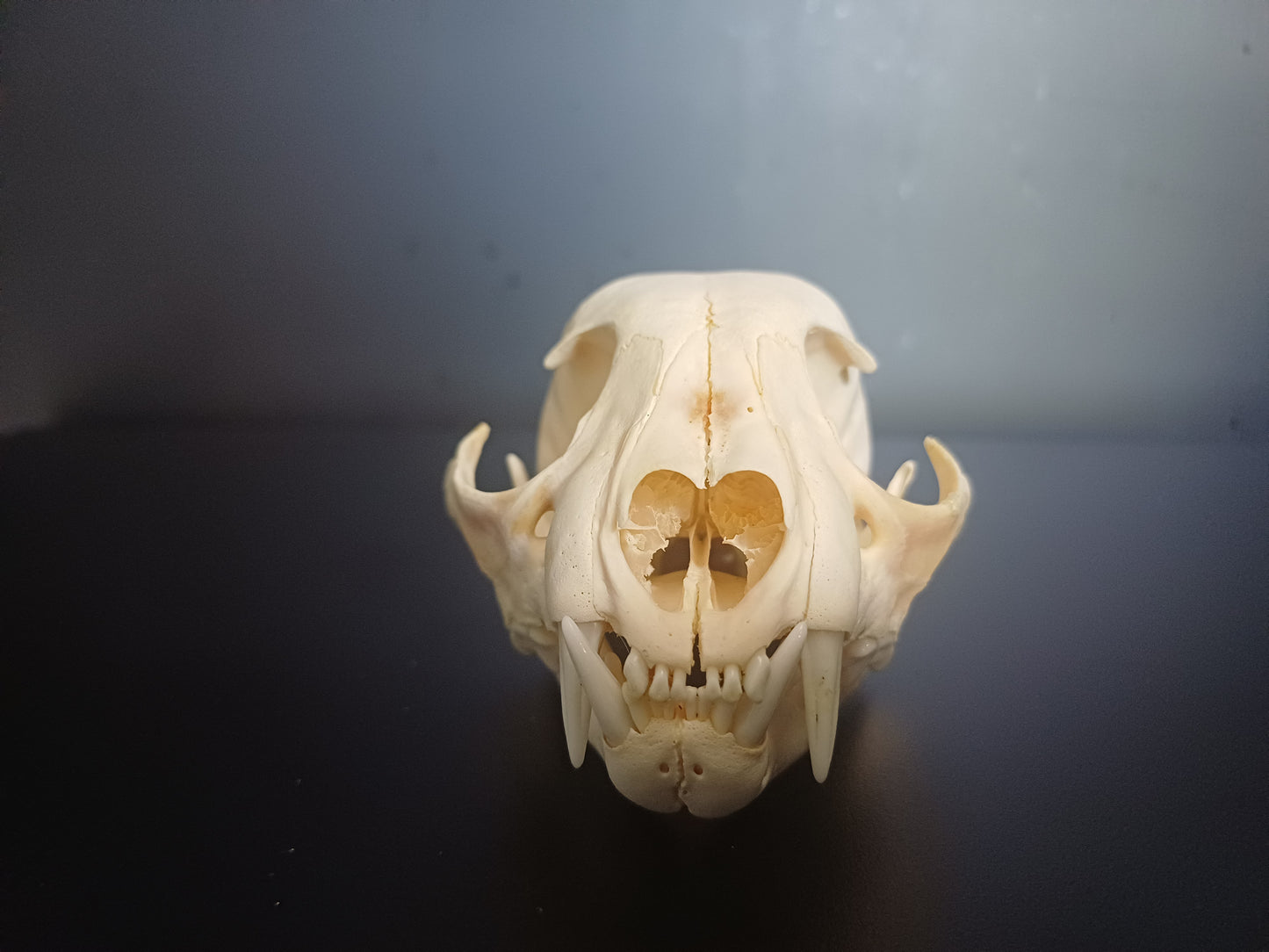 Lynx skull