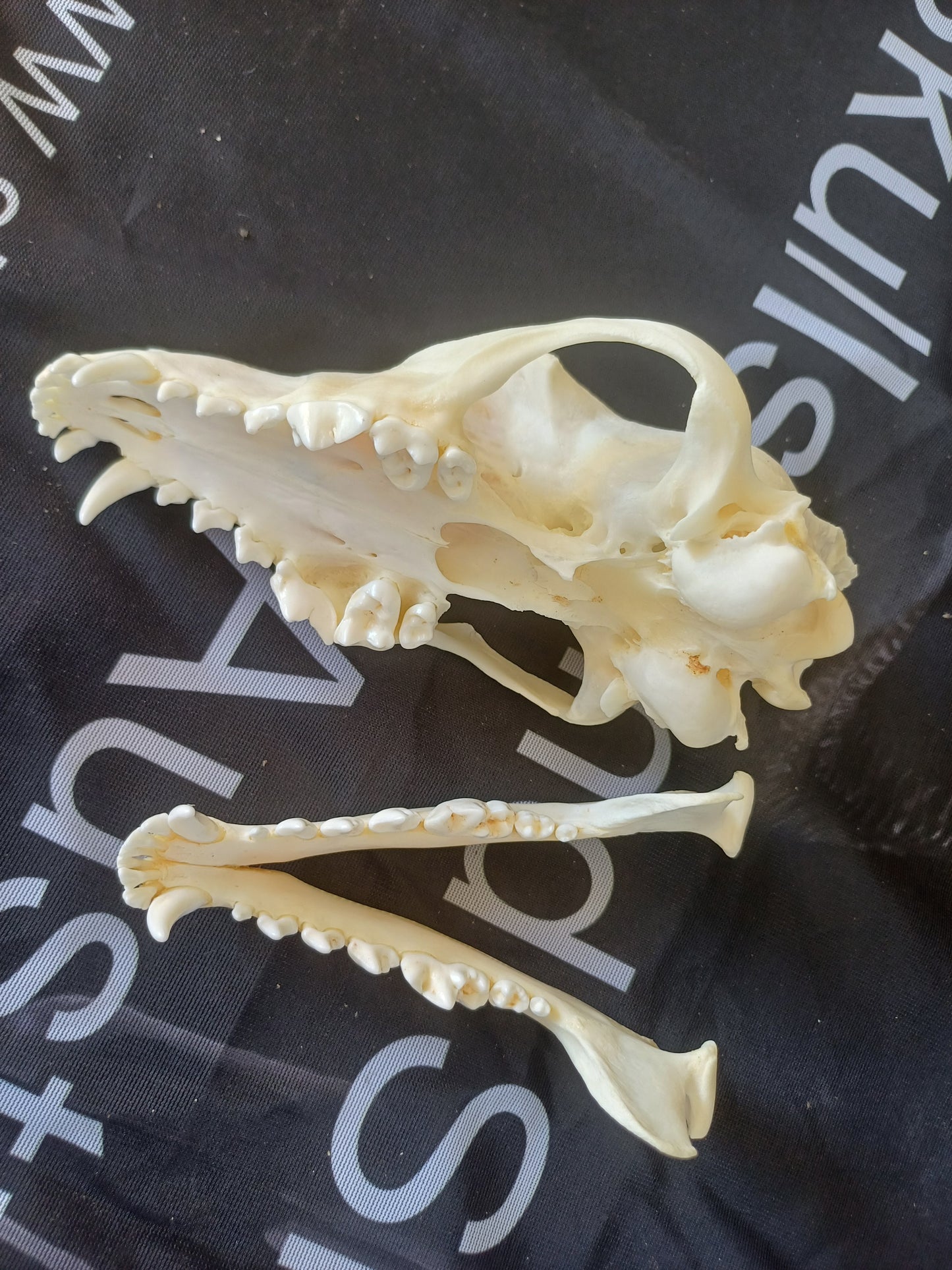 Black Backed Jackal Skull