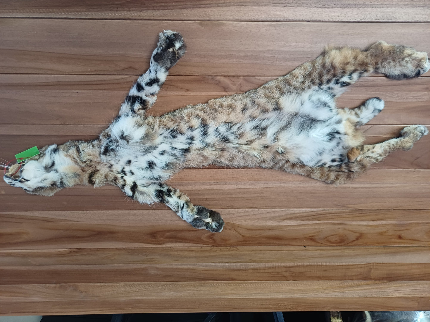 Bobcat hide (CITES)