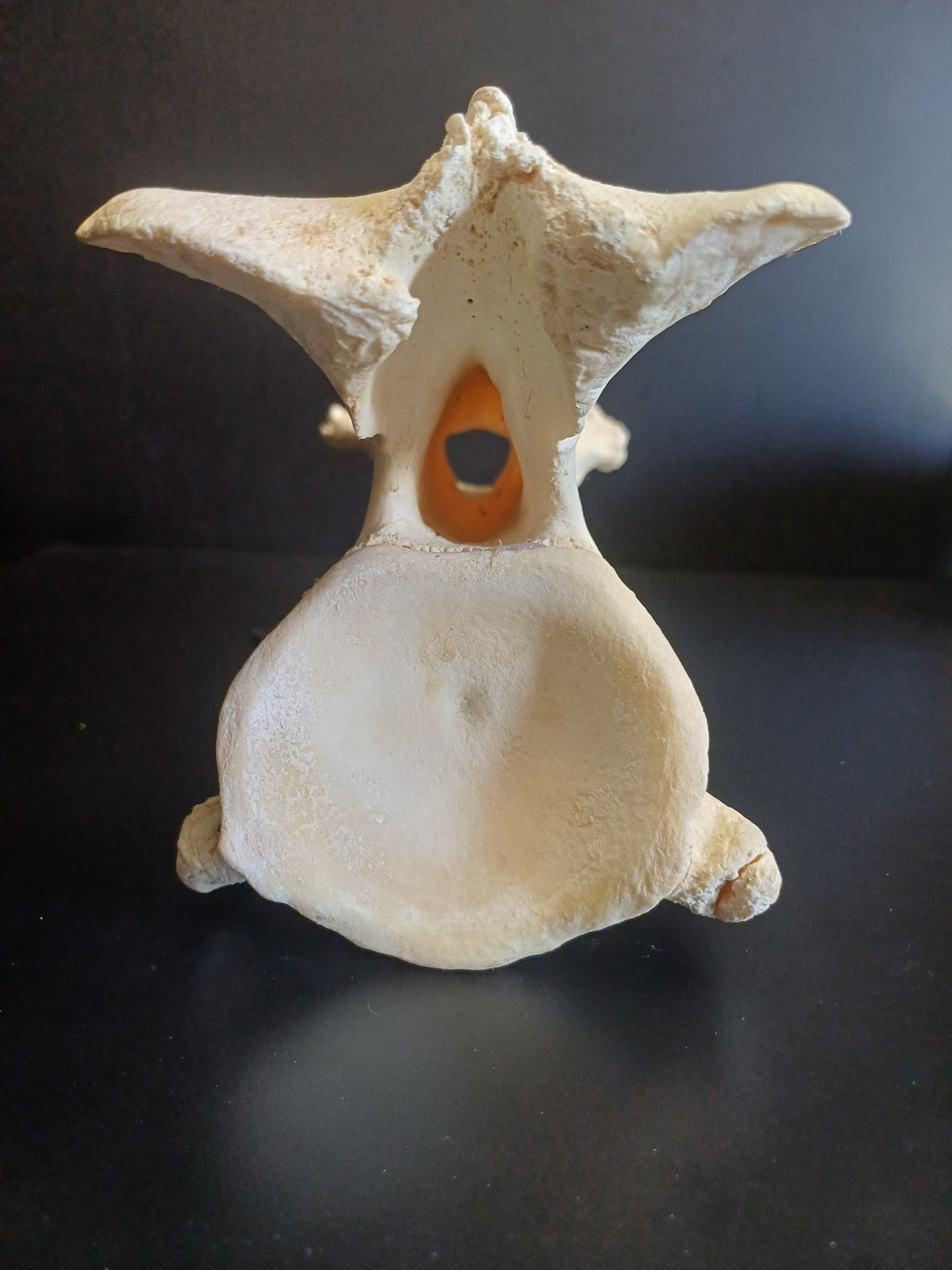 XL Giraffe Vertebrae (CITES permit inc)