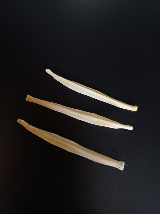 Fox baculum