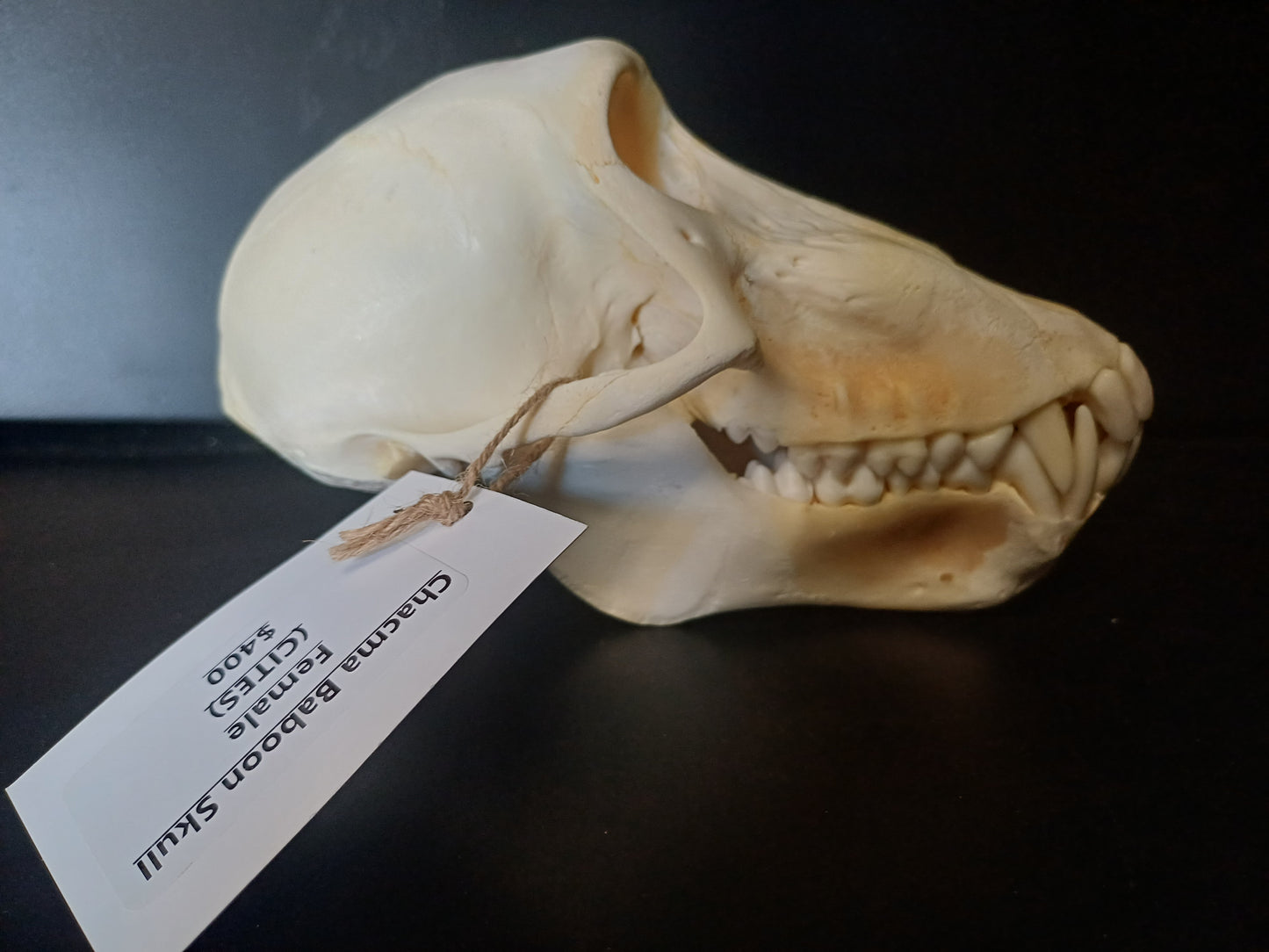 Chacma Baboon skull - female CITES