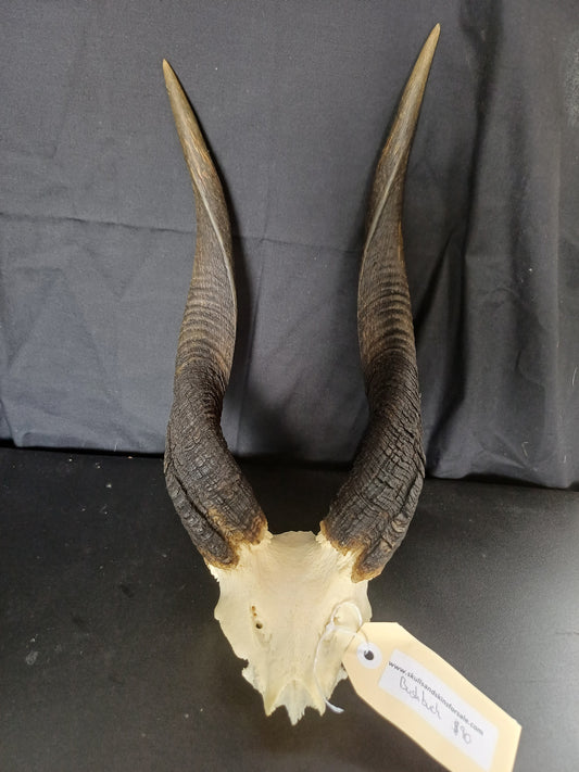 Bushbuck skull cap