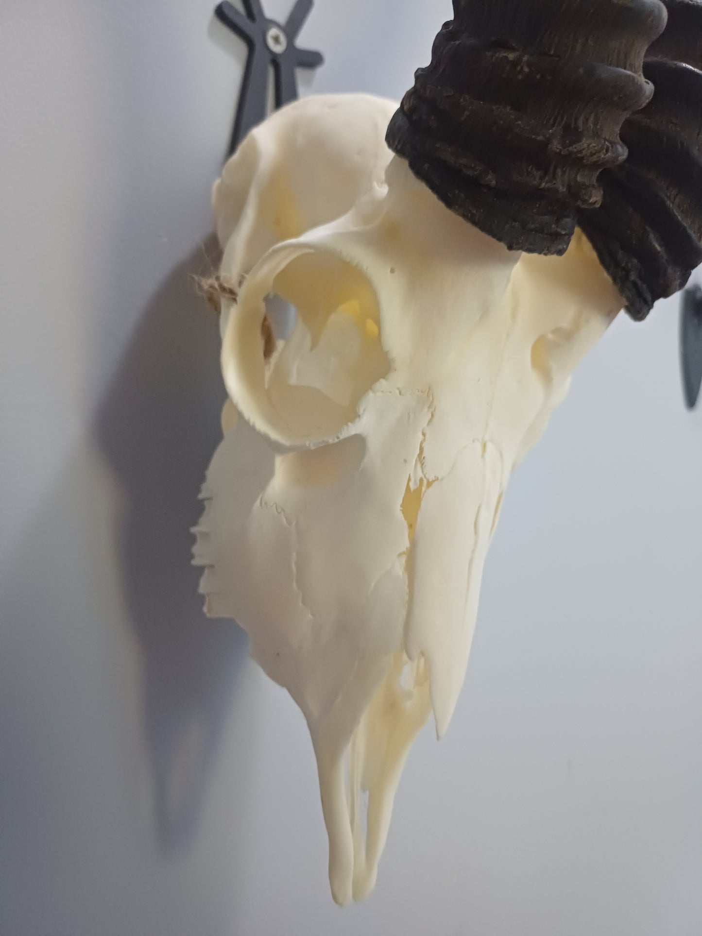Male springbok skull