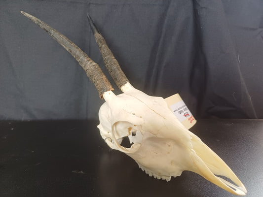 Gray Duiker skull