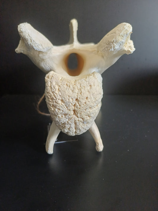 XL Giraffe Vertebrae (CITES permit inc)