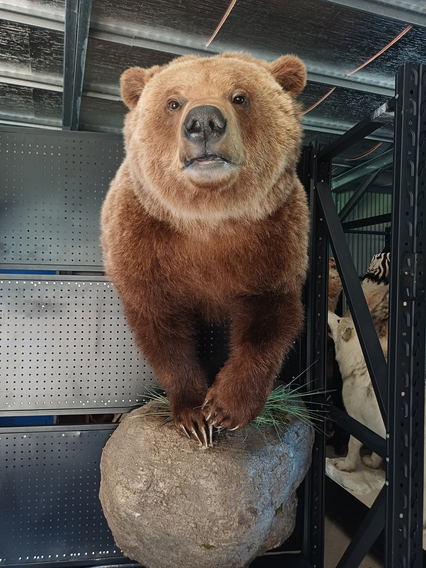 Half mount grizzly bear