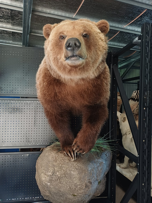 Half mount grizzly bear