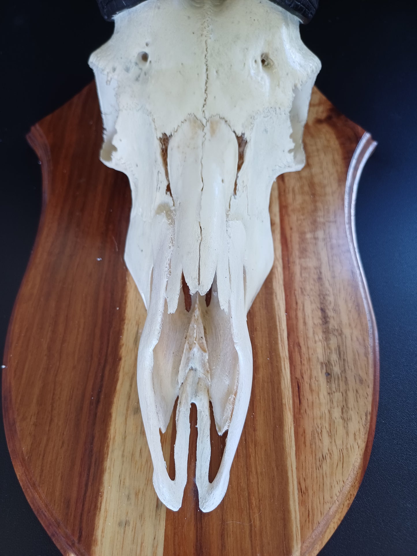 Impala skull on shield