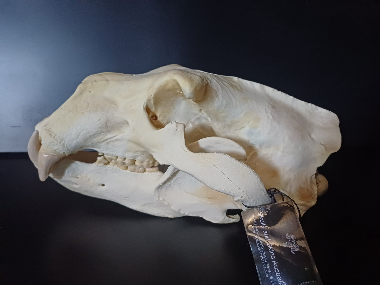 XL polar bear skull (CITES)