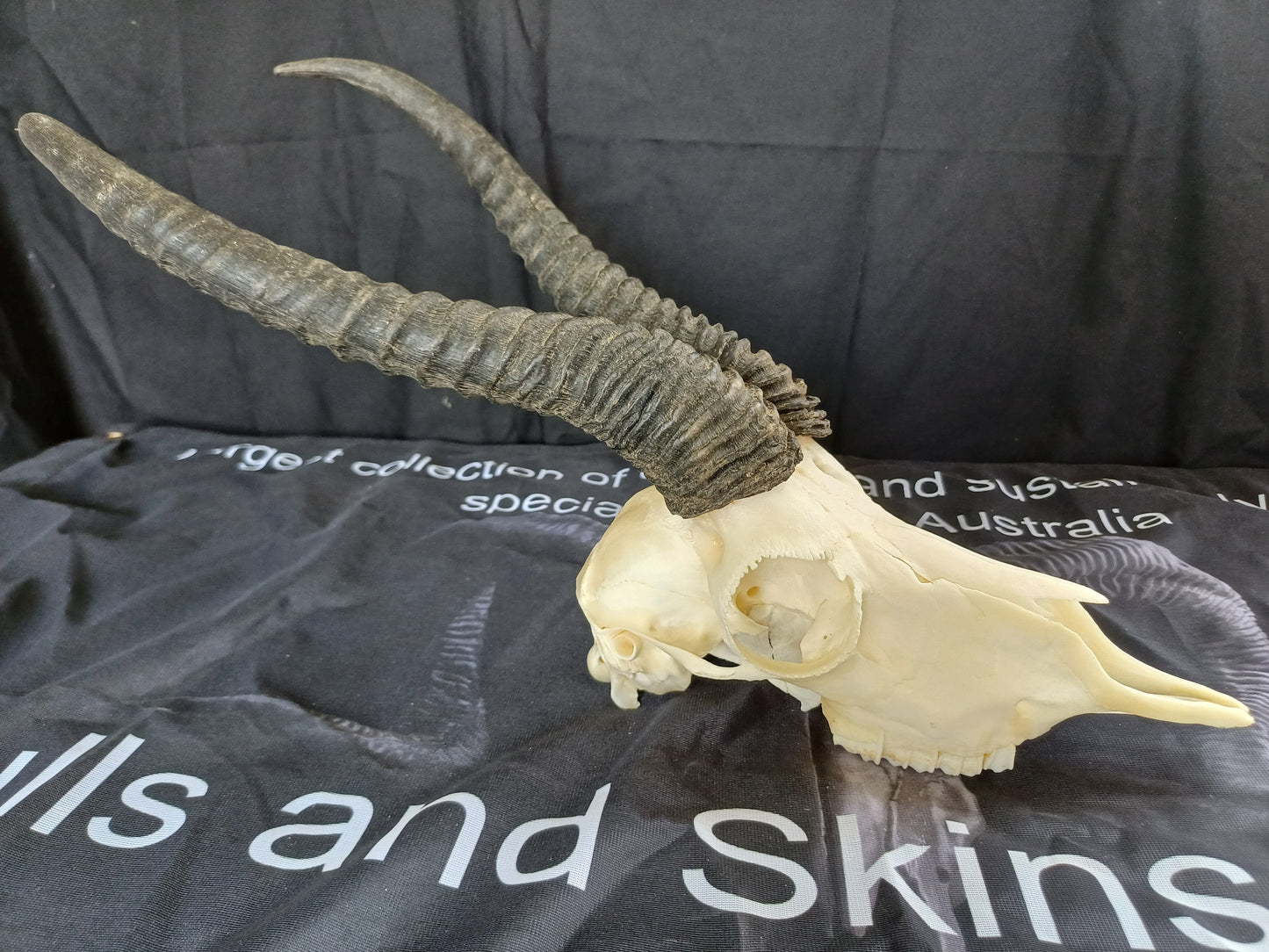 Male springbok skull