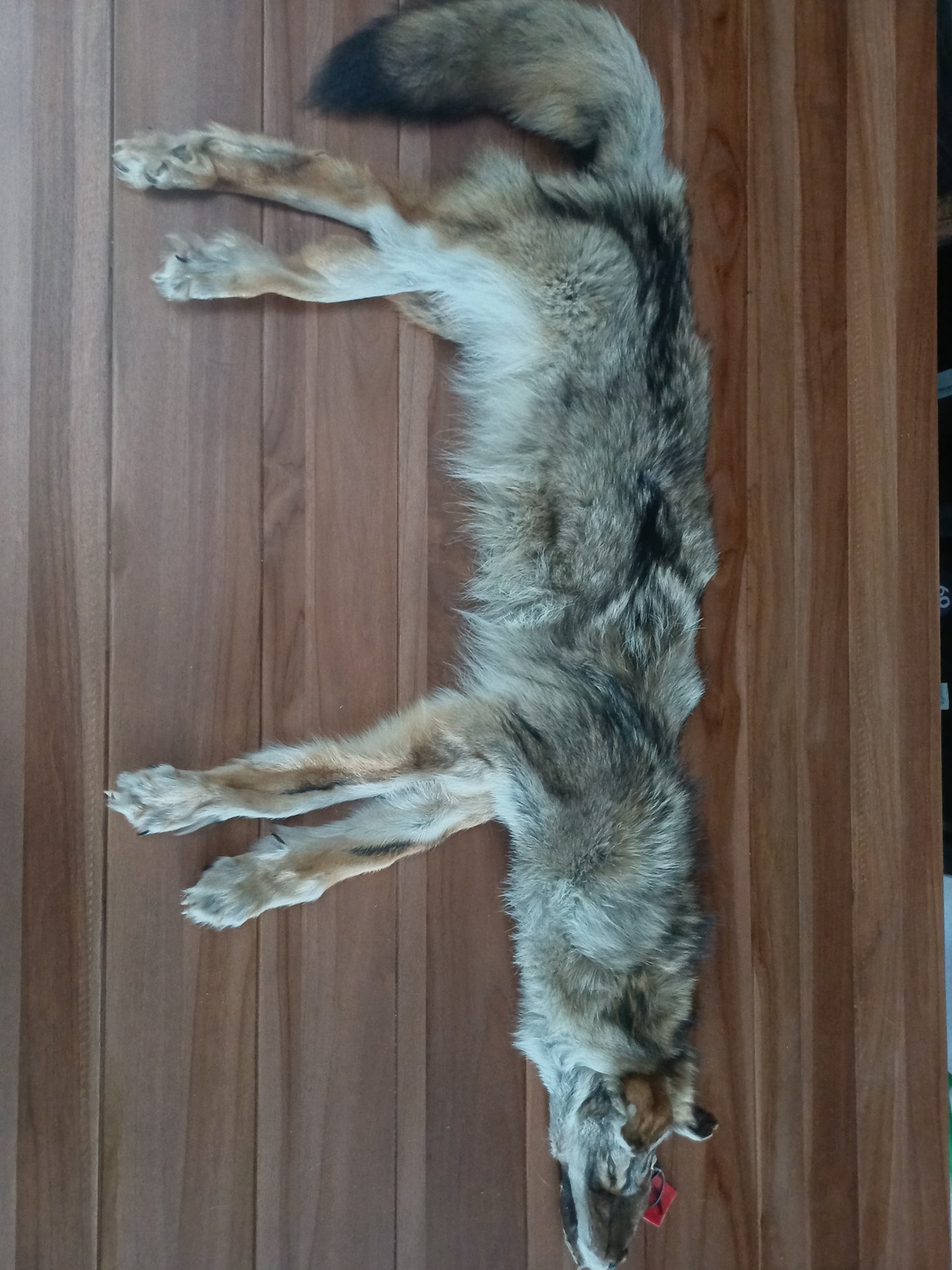 Coyote hide
