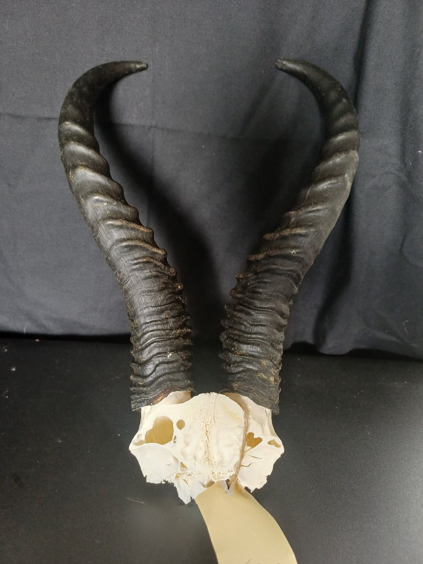 Springbok skull cap