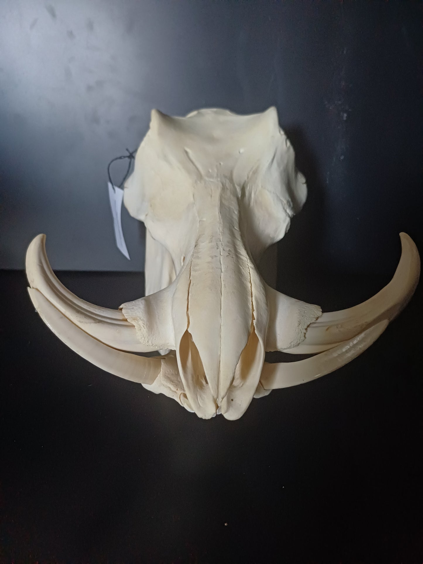 Warthog skull