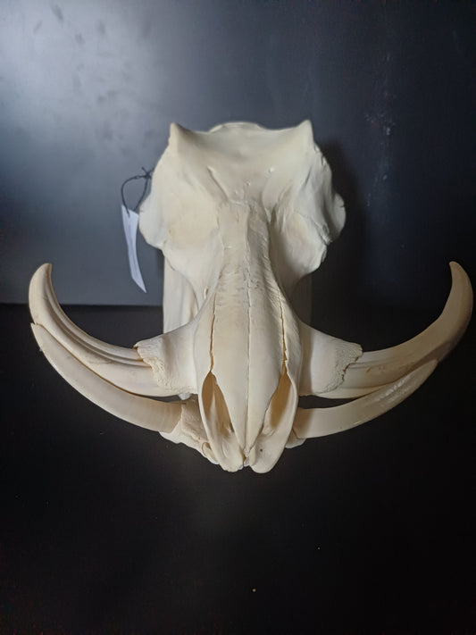 Warthog skull