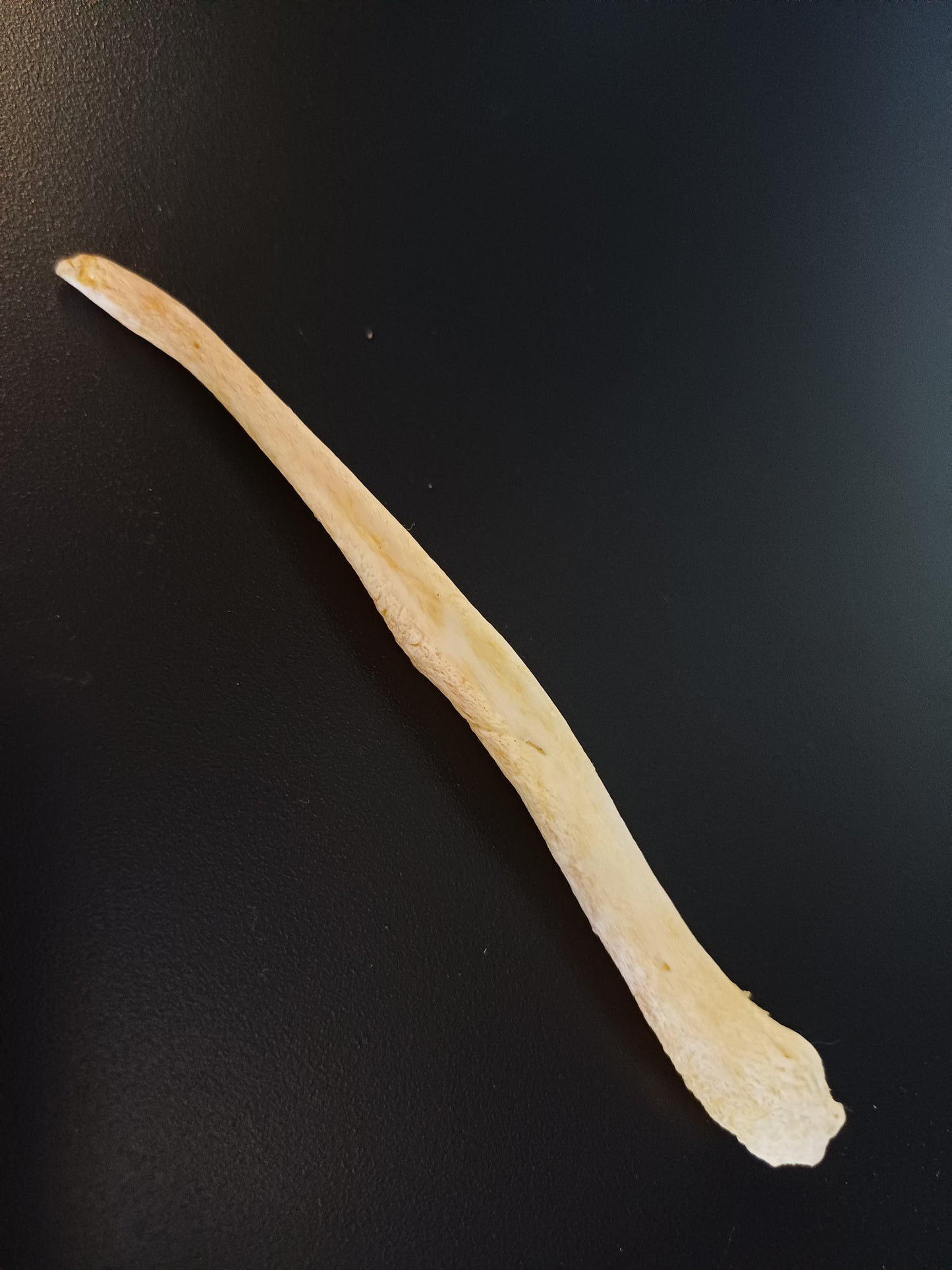 XL wolf baculum