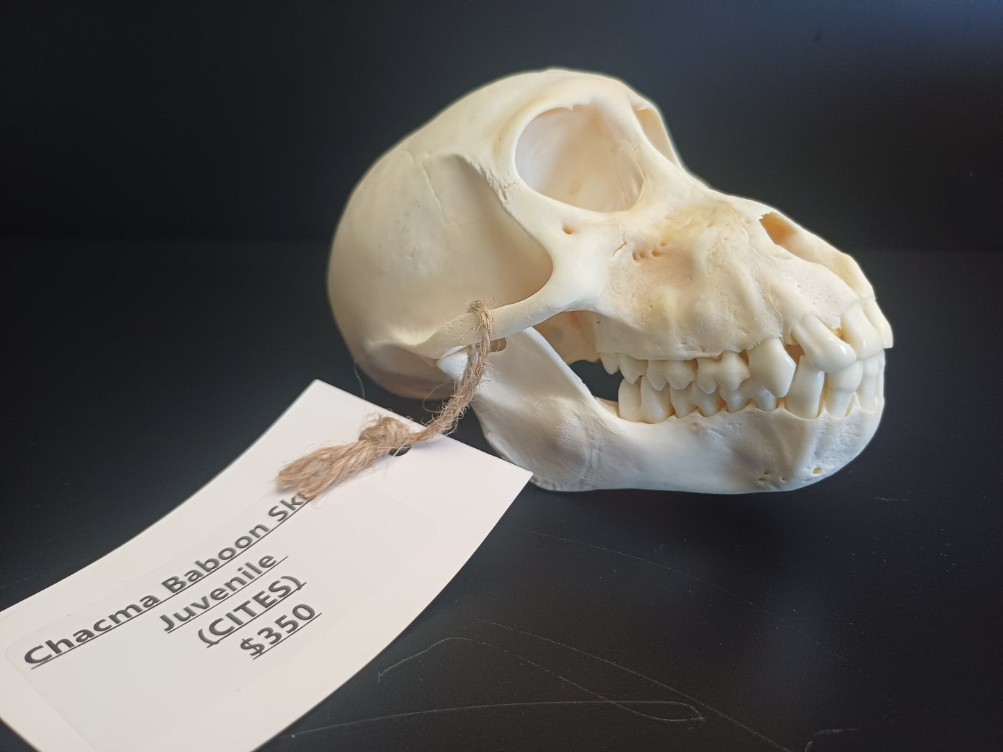 Chachma Baboon skull - juvenile CITES