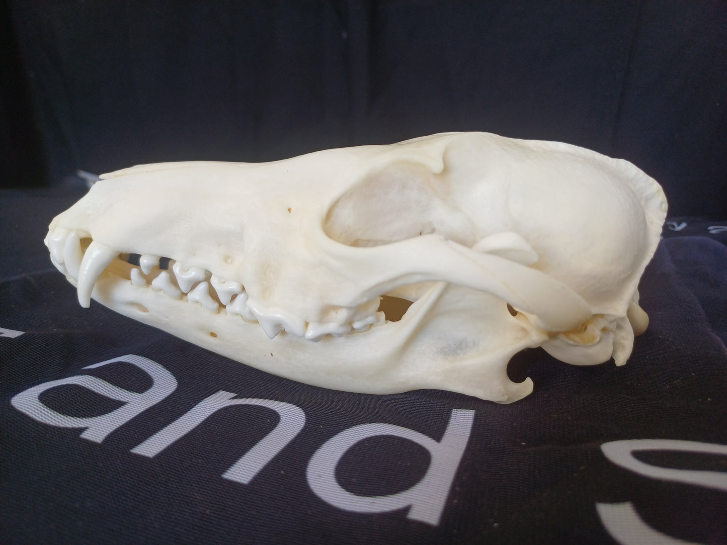 Black Backed Jackal Skull