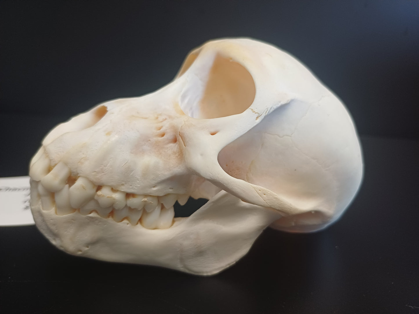 Chachma Baboon skull - juvenile CITES