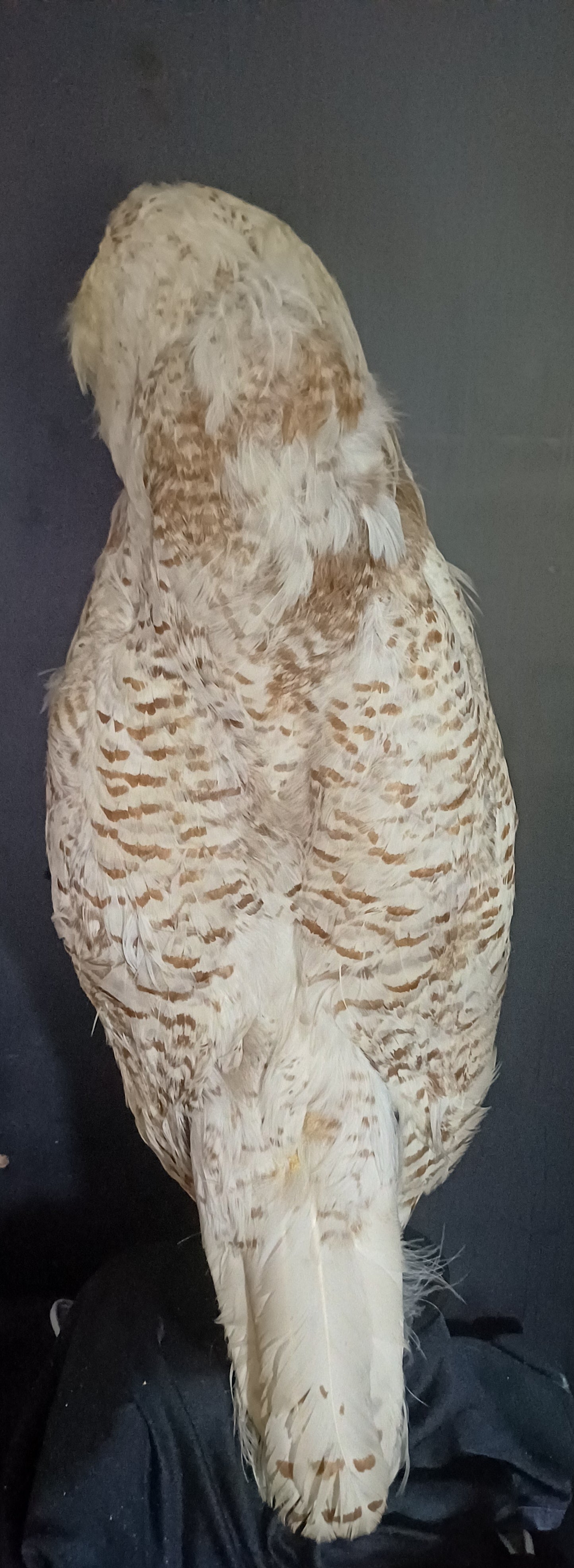 Snowy Owl (CITES)