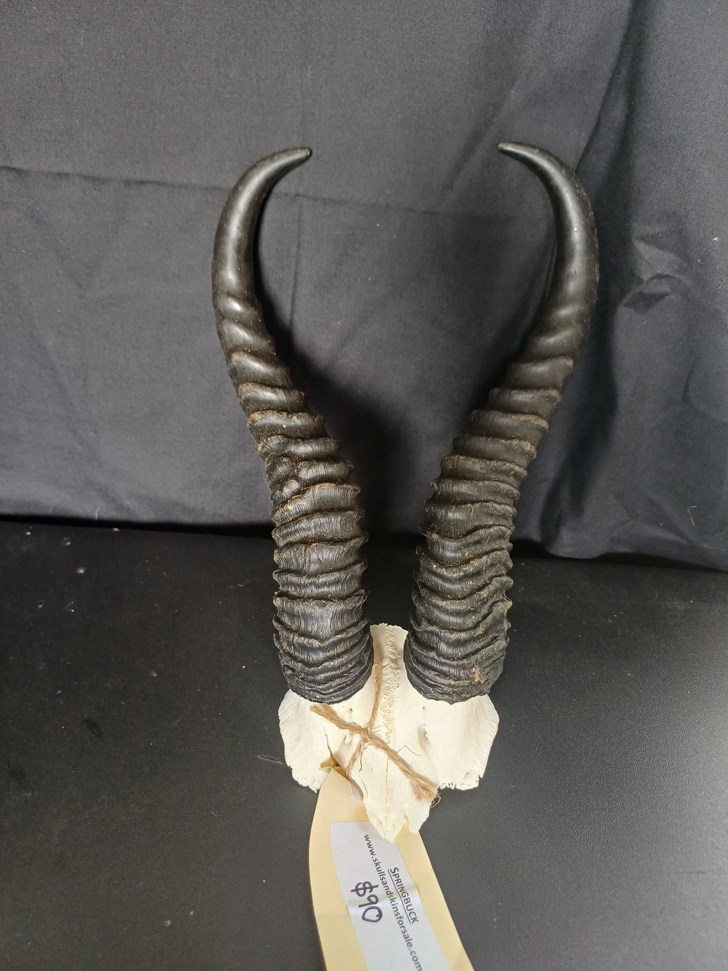 Springbok skull cap