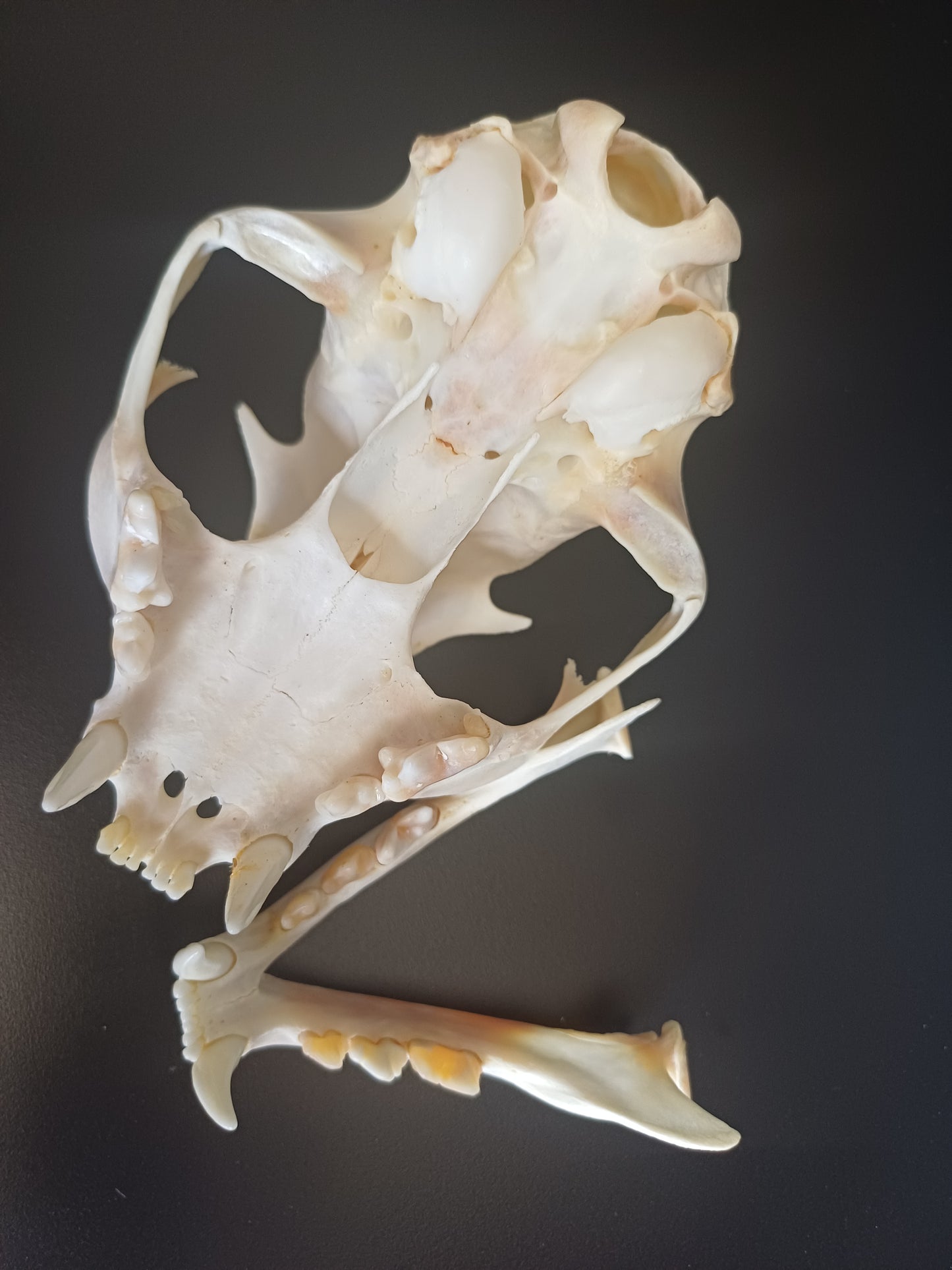Lynx skull