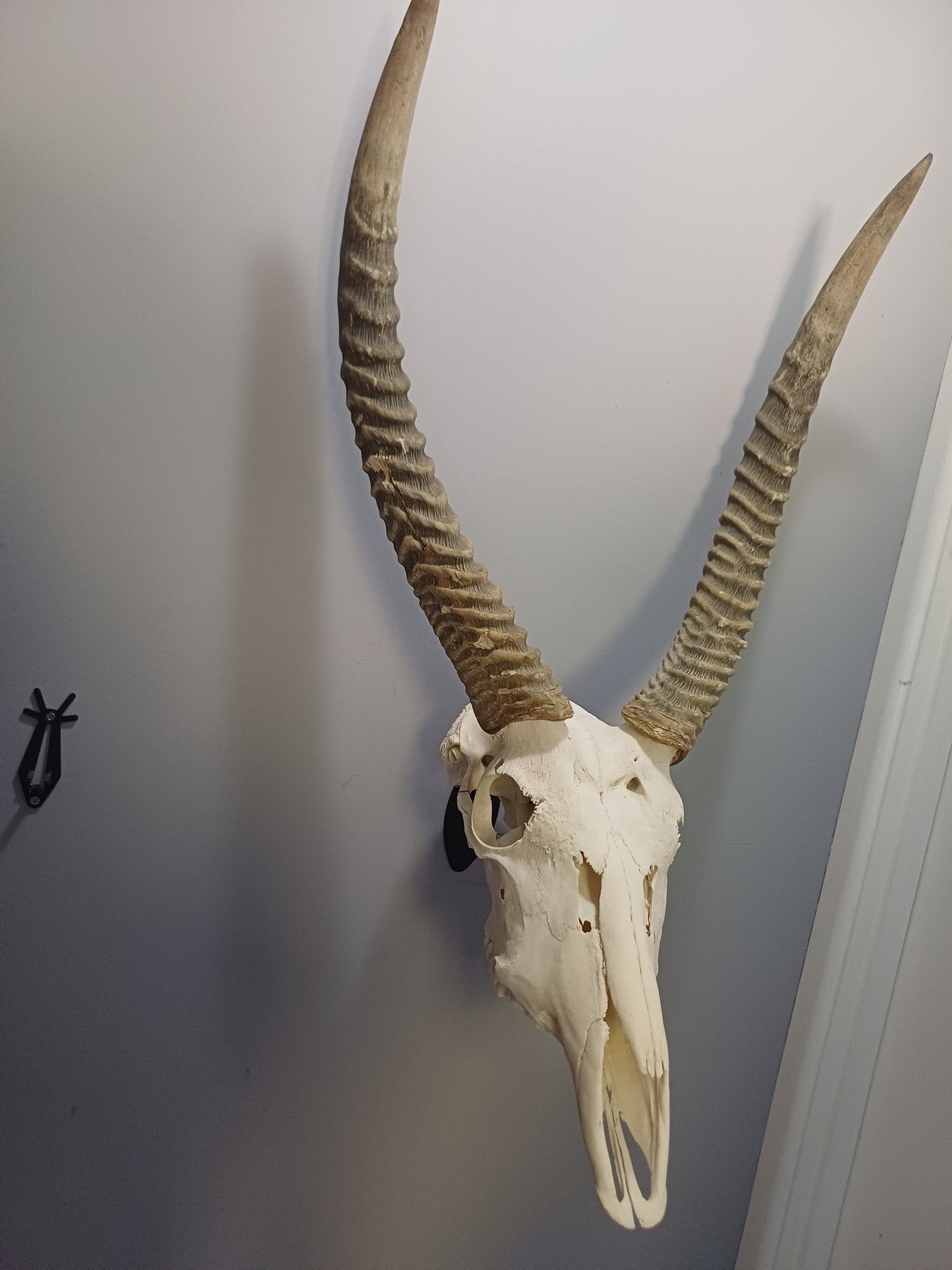 Red Lechwe
