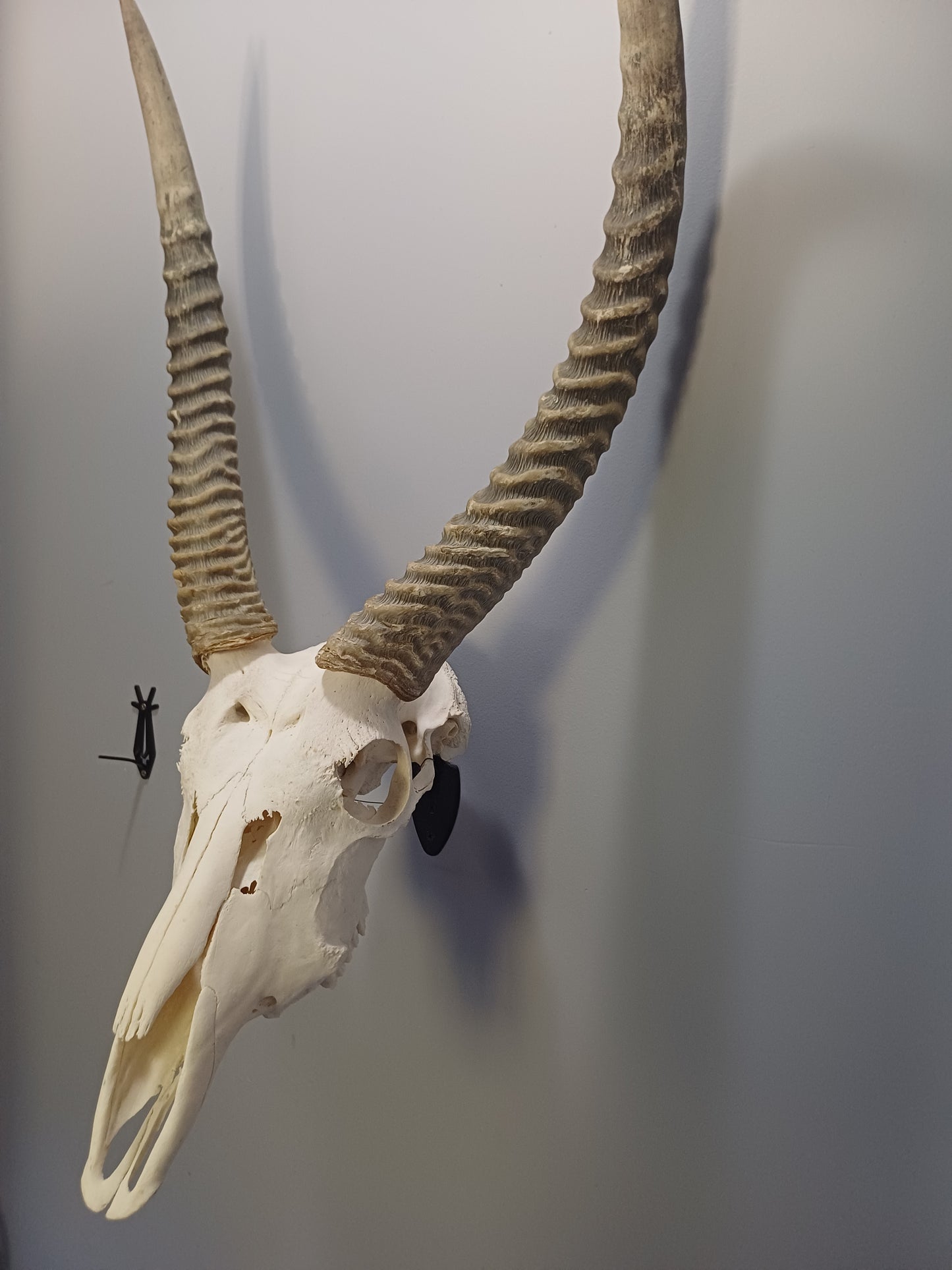 Red Lechwe