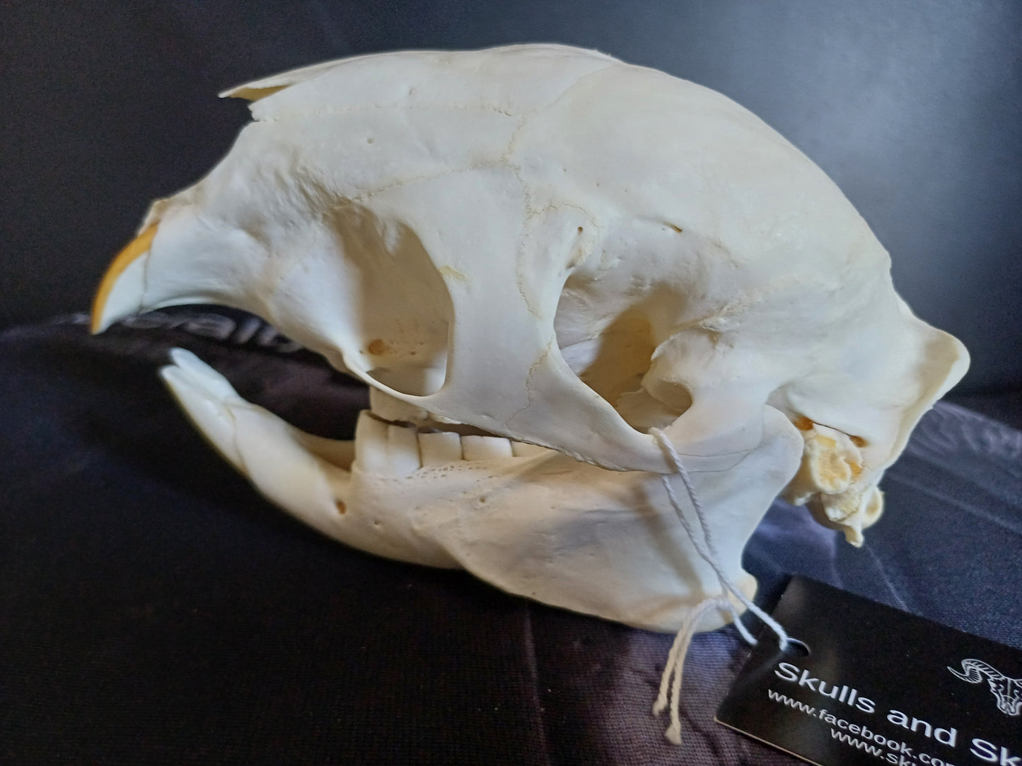 African Porcupine Skull