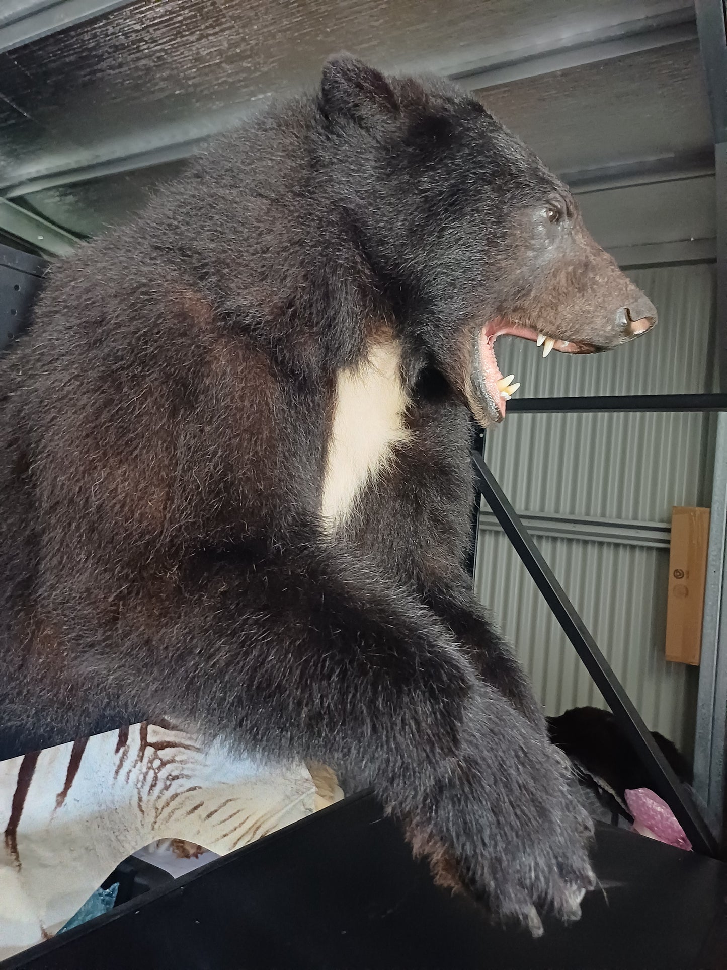 Black bear taxidermy half mount