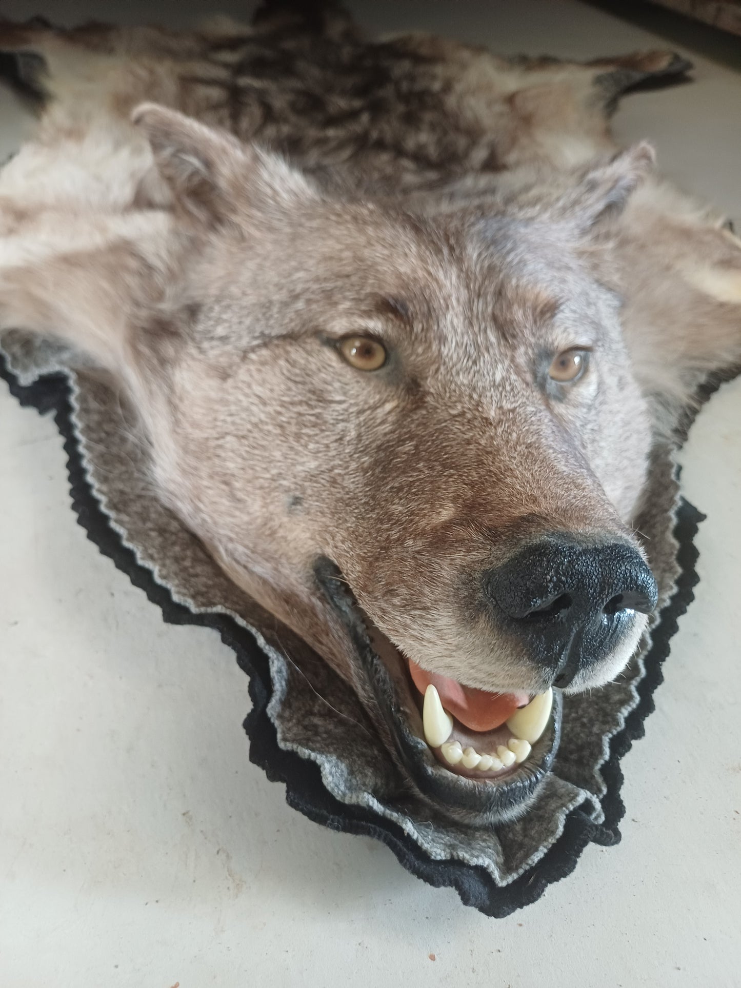 Wolf rug (CITES)