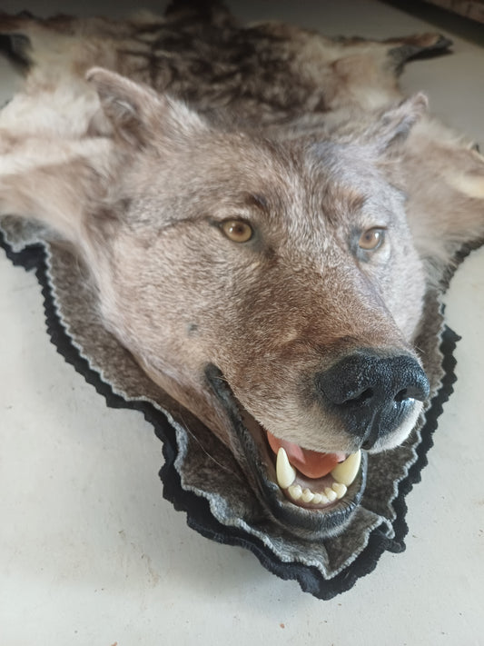 Wolf rug (CITES)