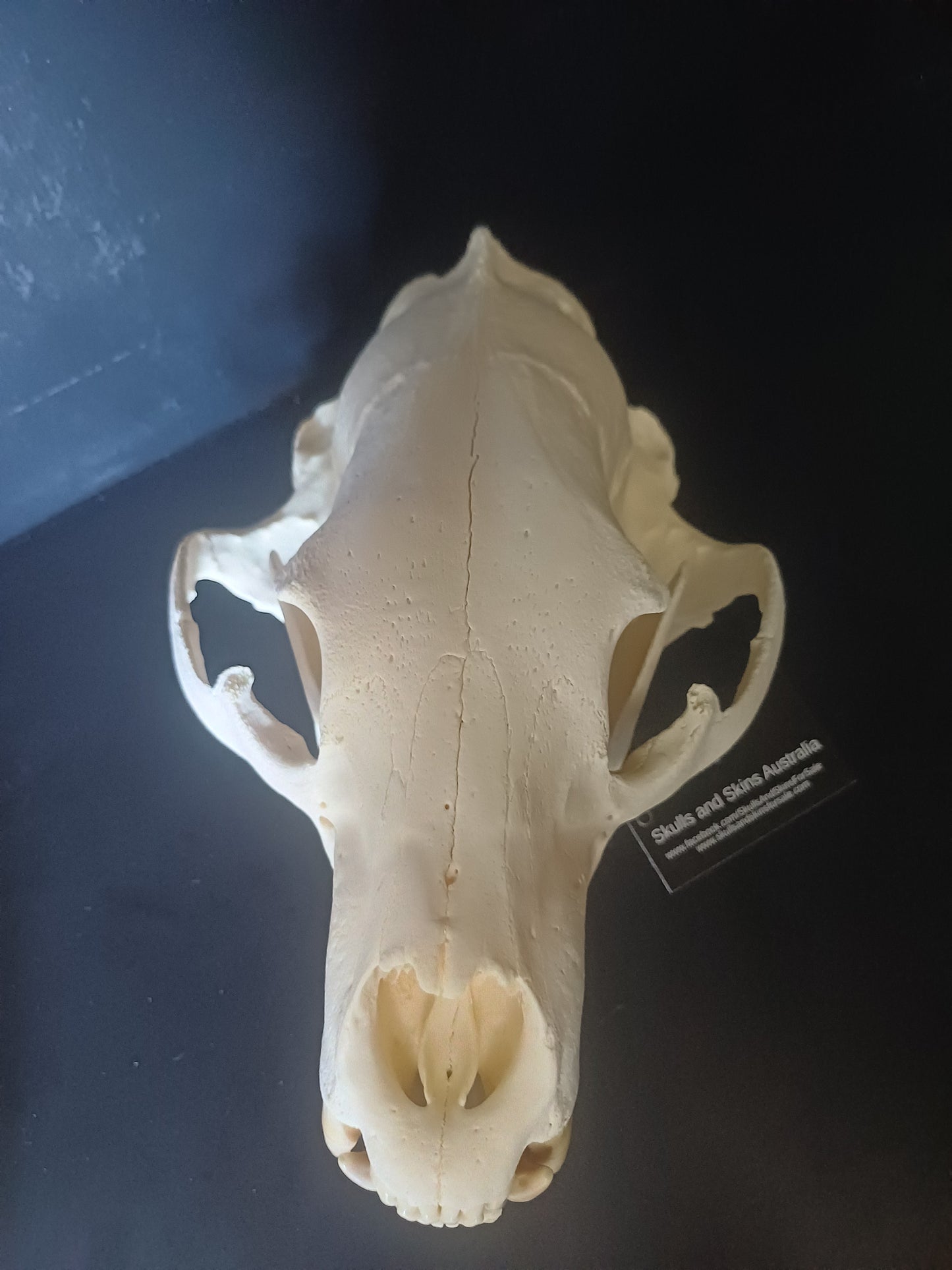 XL Black Bear skull