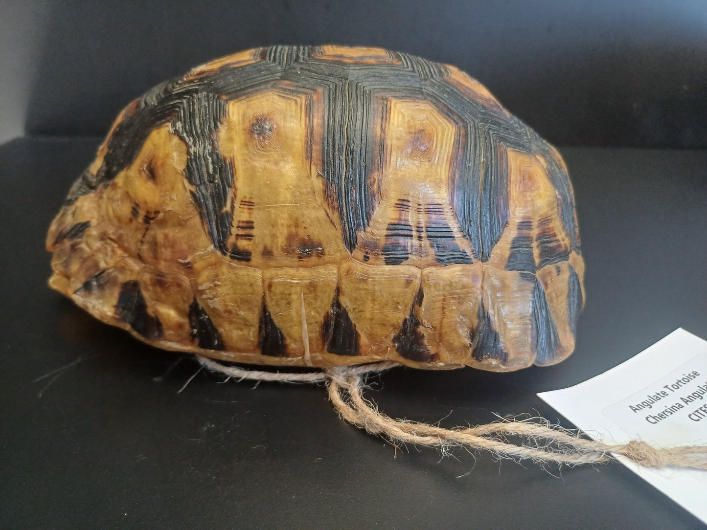 Large Angulate tortoise shell (CITES)