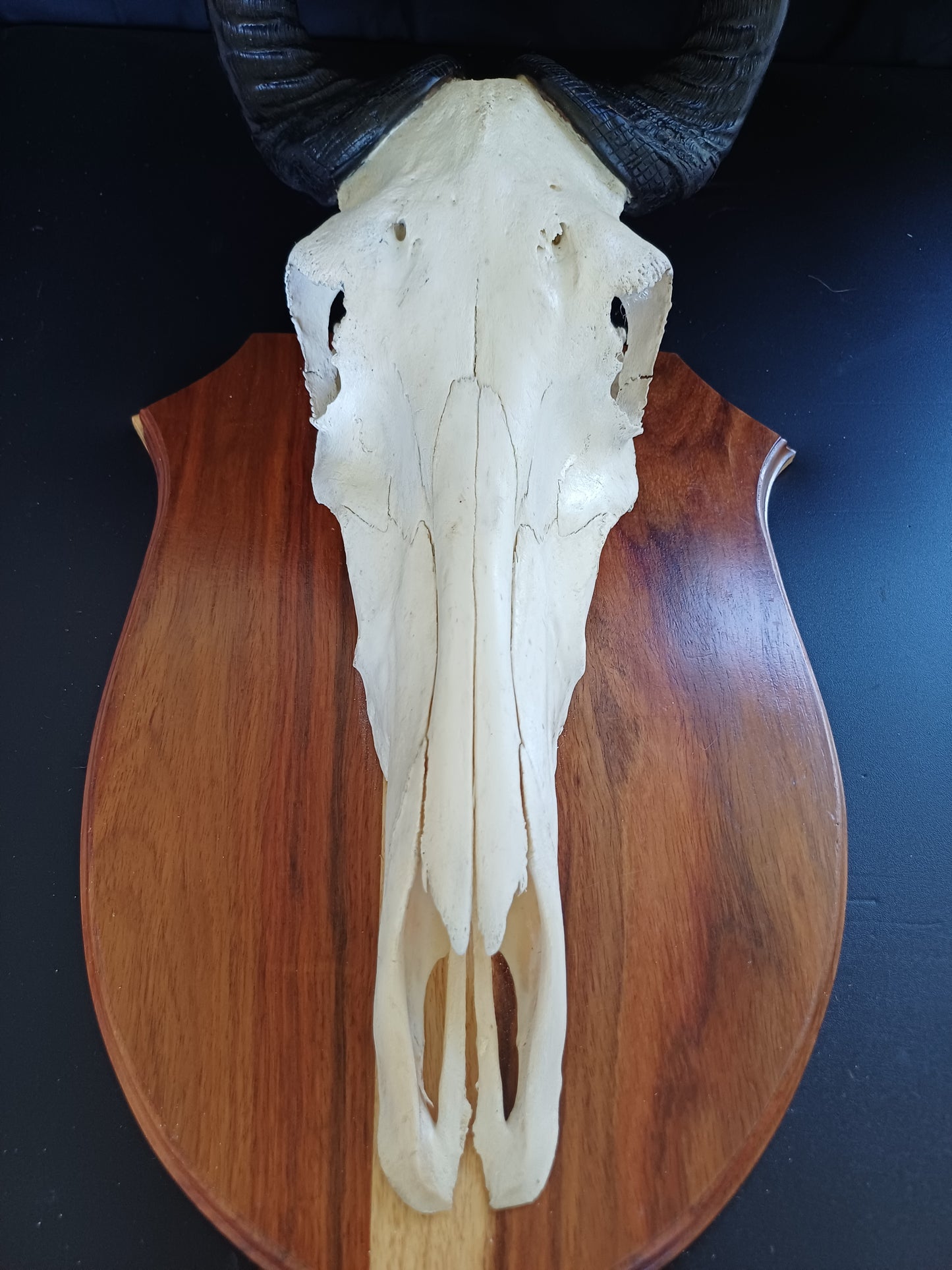 Red Hartebeest skull on shield