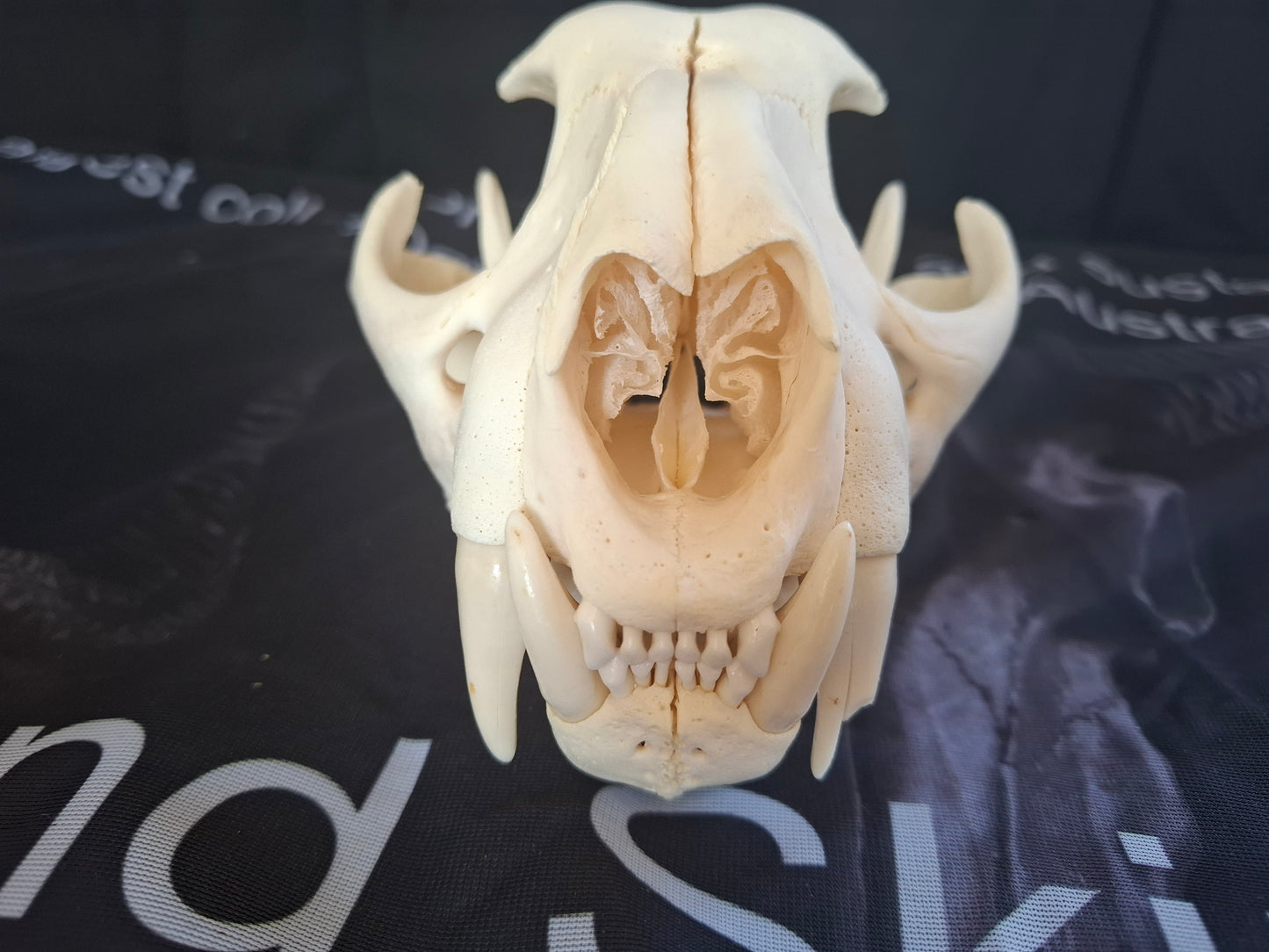 Large Cougar Skull
