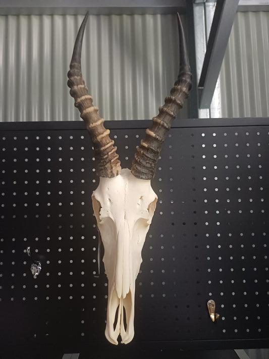 Blesbok skull